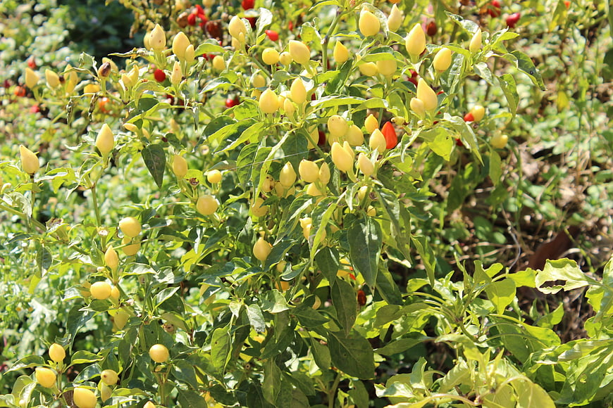Yellow and red chili peppers growing on a bush in a garden