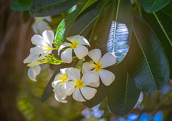 White Frangipani Flowers with Yellow Centers on Green Leaves