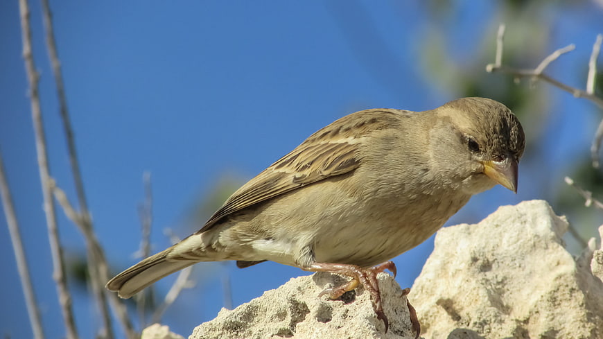 House Sparrow Perched on Rock Against Blue Sky