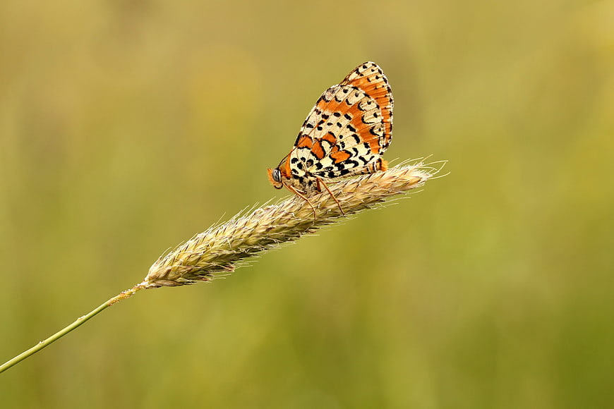 Orange butterfly perched on a grass stem in a meadow
