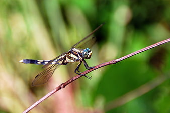 Close-up of a dragonfly perched on a twig in nature
