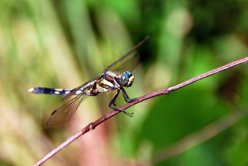Close-up of a dragonfly perched on a twig in nature