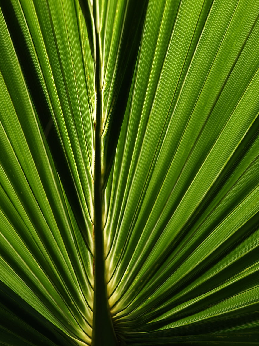 Close-up of vibrant green palm leaf texture with natural light