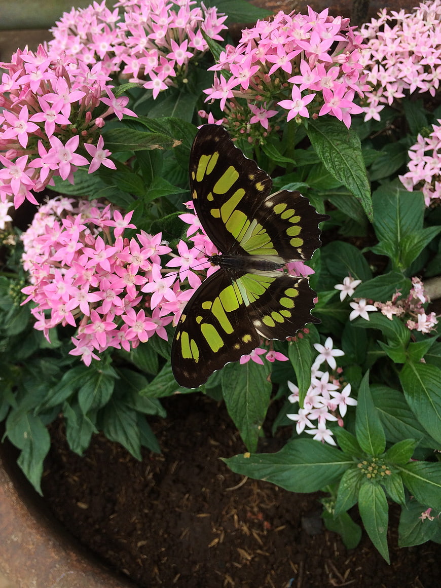 Malachite butterfly on pink pentas flowers in garden