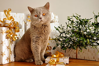Gray British Shorthair Cat Sitting Beside Christmas Gifts and Mistletoe