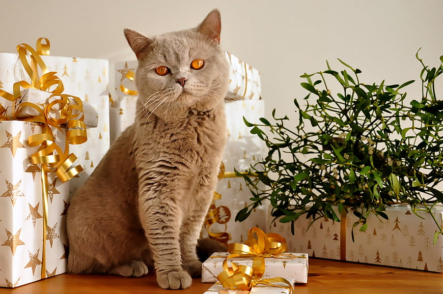 Gray British Shorthair Cat Sitting Beside Christmas Gifts and Mistletoe