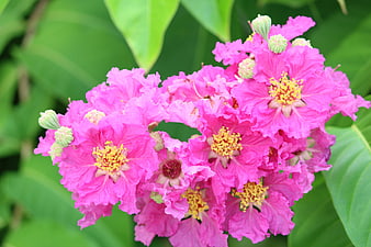 Vibrant Pink Crape Myrtle Flowers with Yellow Stamen
