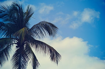 Tropical Palm Tree Silhouette Against Blue Sky with Clouds