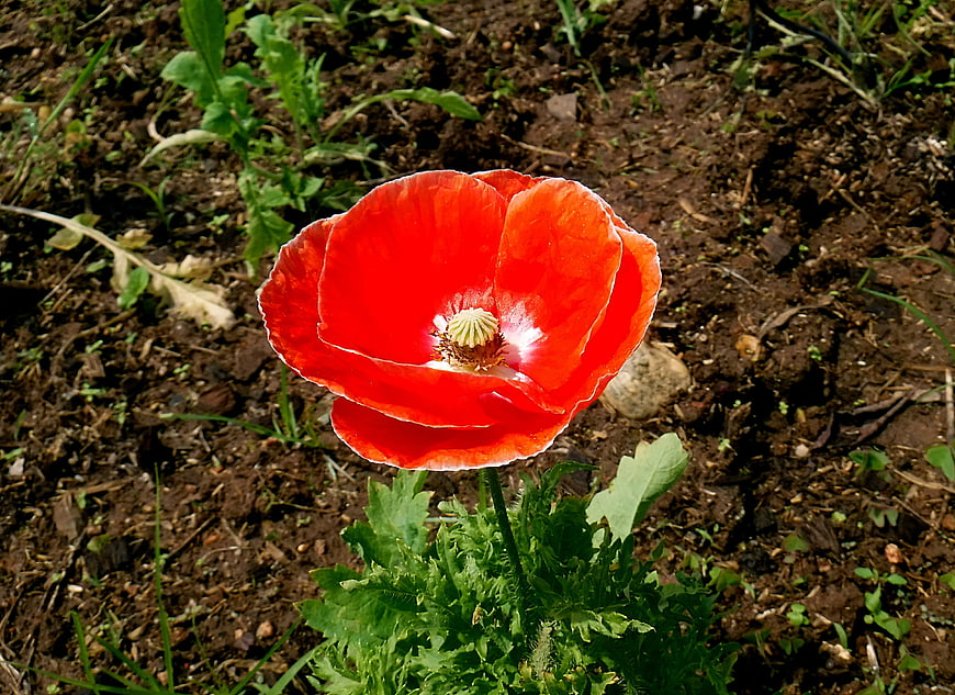Vibrant Red Poppy Flower Blooming in Garden Soil