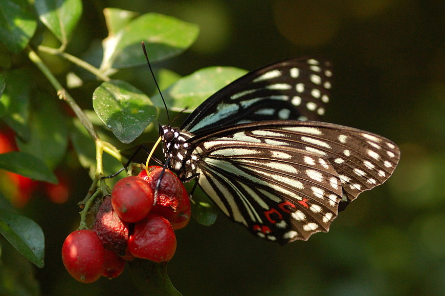Black and White Butterfly Feeding on Red Berries