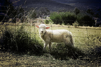 Cute white lamb standing behind wire fence in grassy field