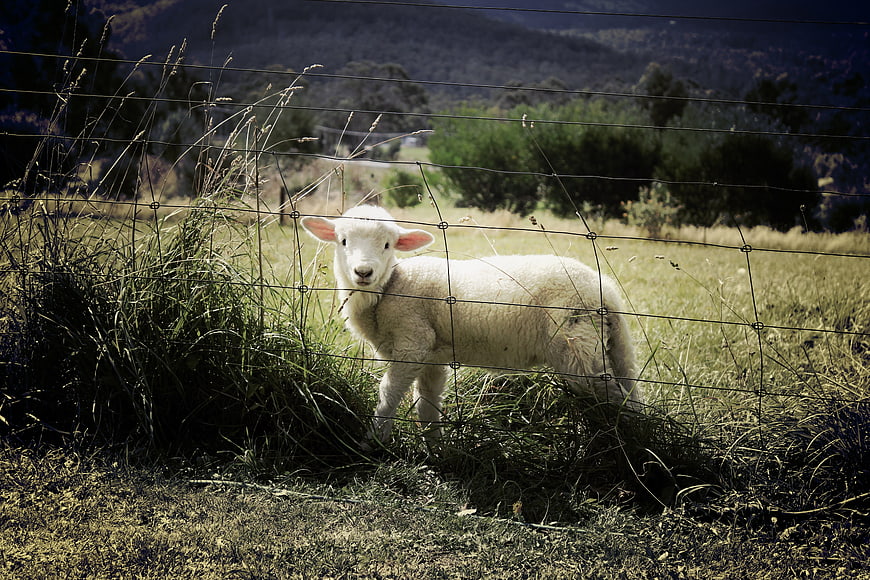 Cute white lamb standing behind wire fence in grassy field