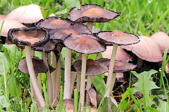 Cluster of dark inky cap mushrooms in green grass