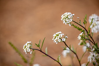 White Wildflowers with Blurred Brown Background