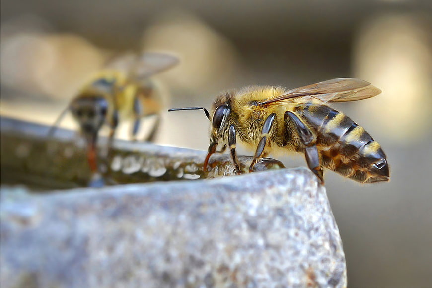 Close-up of Honey Bee Drinking Water from Stone Edge