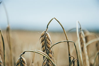 Close-up of golden wheat stalks in a field