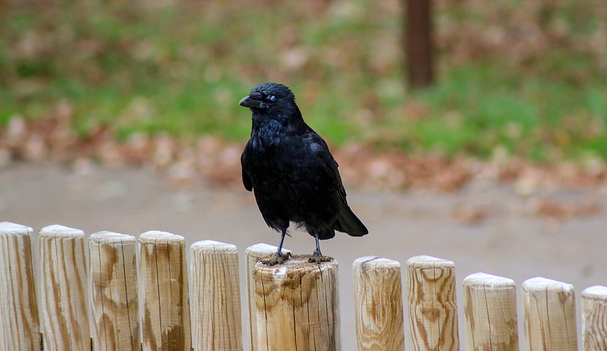 Black Crow Perched on Wooden Fence Post