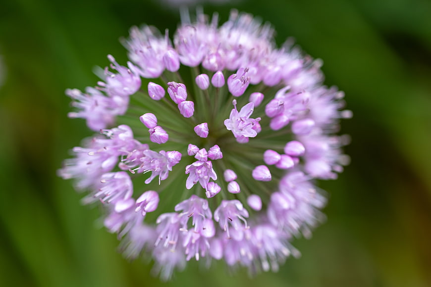 Close-up of purple chive flower bloom on green background
