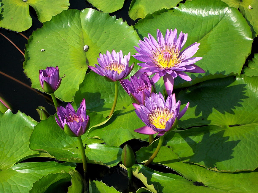 Purple Water Lilies Blooming on Green Lily Pads