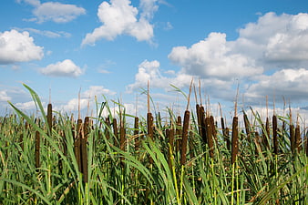 Tall green reeds against a blue sky with white clouds