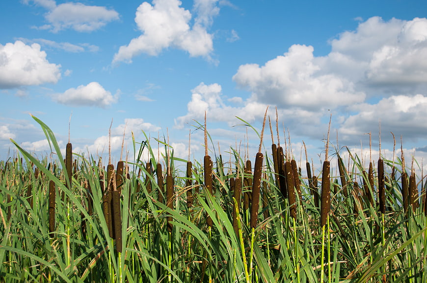 Tall green reeds against a blue sky with white clouds