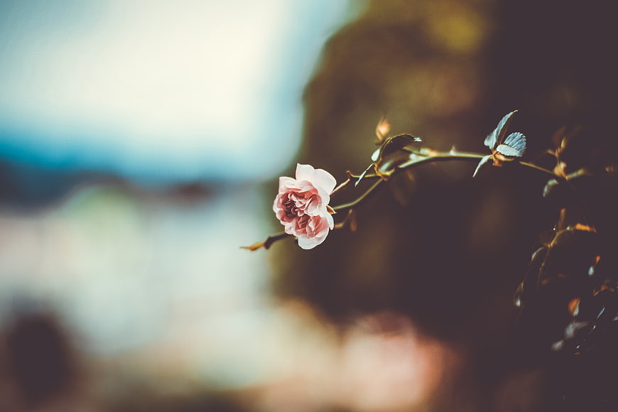 Delicate Pink Rose Bud on Blurred Garden Background