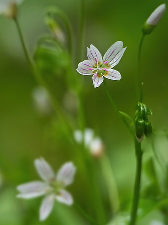 Close-up of delicate white flower with pink stripes on green background