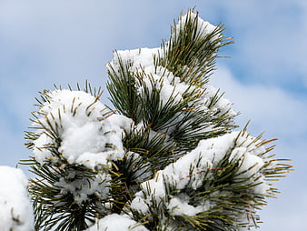 Snow-covered pine branches against a blue winter sky