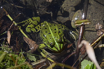 Green Marsh Frog in Pond Water