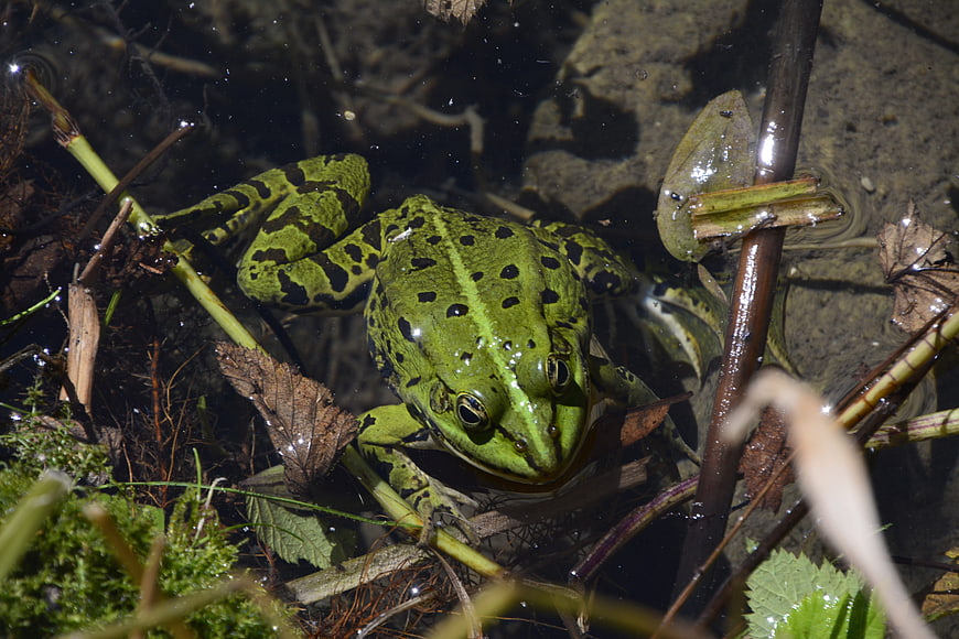 Green Marsh Frog in Pond Water
