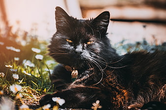 Fluffy black cat resting in a sunny garden with daisies