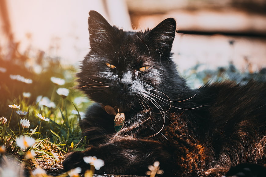 Fluffy black cat resting in a sunny garden with daisies