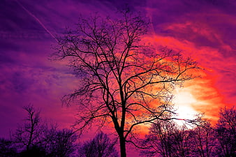 Silhouette of bare tree against vibrant purple and orange sunset sky
