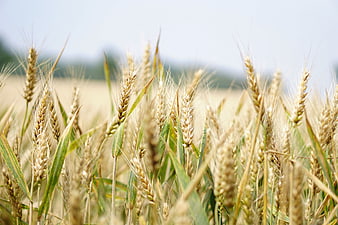 Selective Focus Wheat Field with Golden Ears