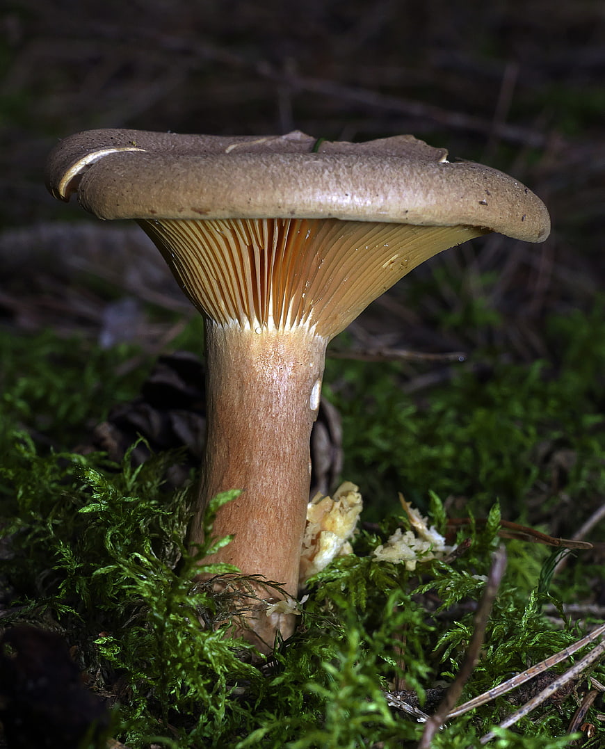 Close-up of a wild mushroom growing in green moss