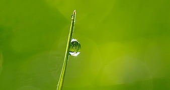 Macro shot of dewdrop on green grass blade
