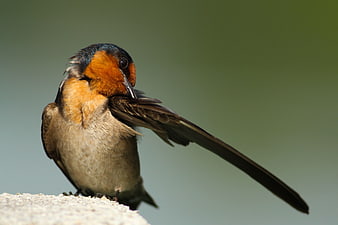 Close-up of Barn Swallow Grooming Feathers on Stone