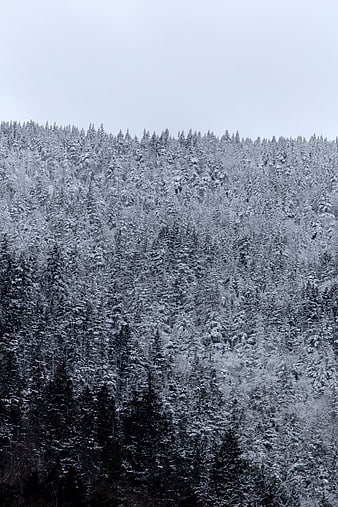 Snow-Covered Pine Forest on a Winter Hillside