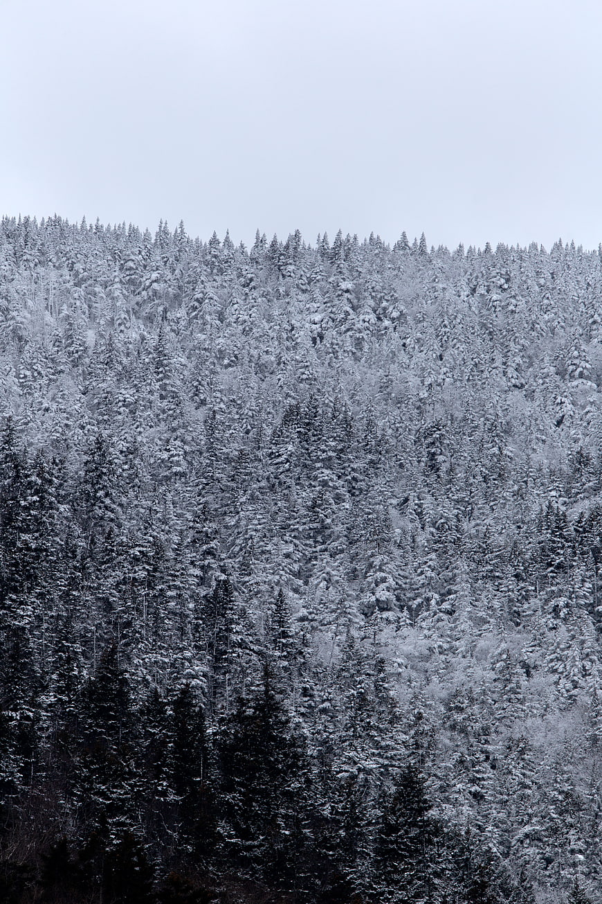 Snow-Covered Pine Forest on a Winter Hillside