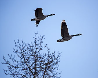 Two Canada Geese Flying Against Blue Sky