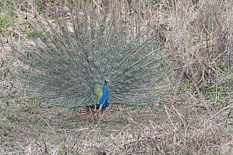 Male Indian Peafowl Displaying Tail Feathers in Grass