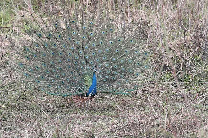 Male Indian Peafowl Displaying Tail Feathers in Grass