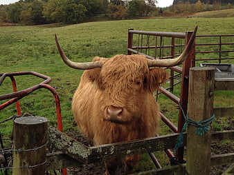 Scottish Highland Cow with Long Horns in Pasture
