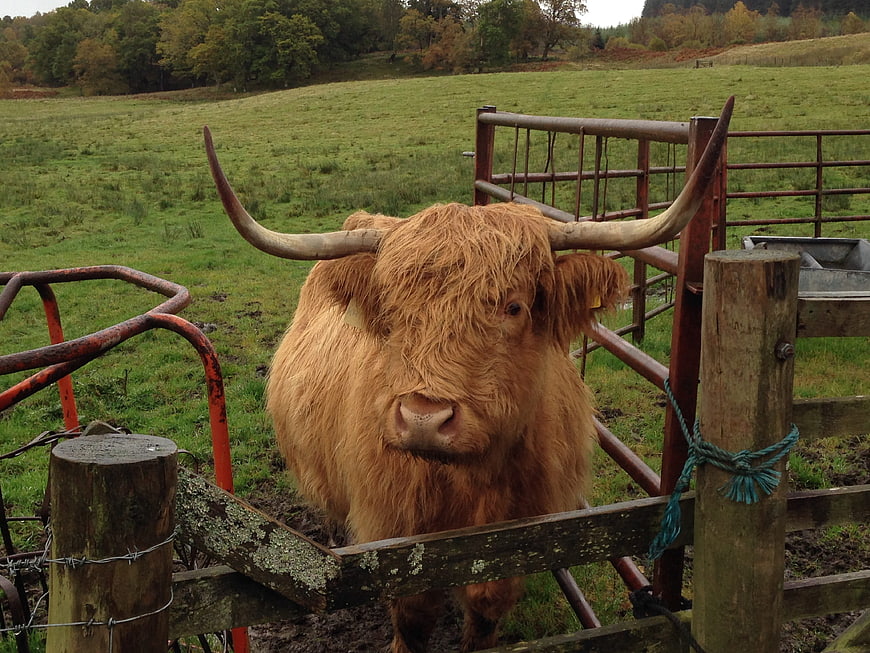 Scottish Highland Cow with Long Horns in Pasture