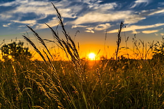 Golden Sunset Over Tall Grass Field with Dramatic Sky