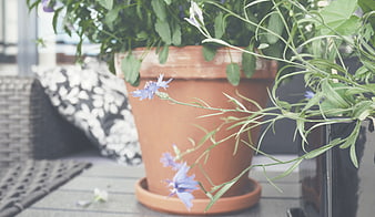 Potted Cornflower on Wooden Deck with Outdoor Decor