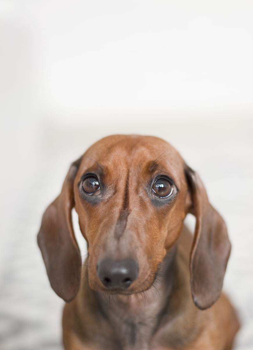 Close-up Portrait of a Dachshund with Big Eyes