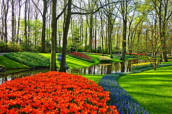 Vibrant orange tulips and blue flowers in a Dutch spring garden