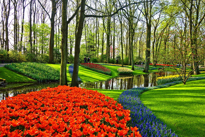Vibrant orange tulips and blue flowers in a Dutch spring garden