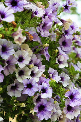 Close-up of purple and white petunia flowers in bloom
